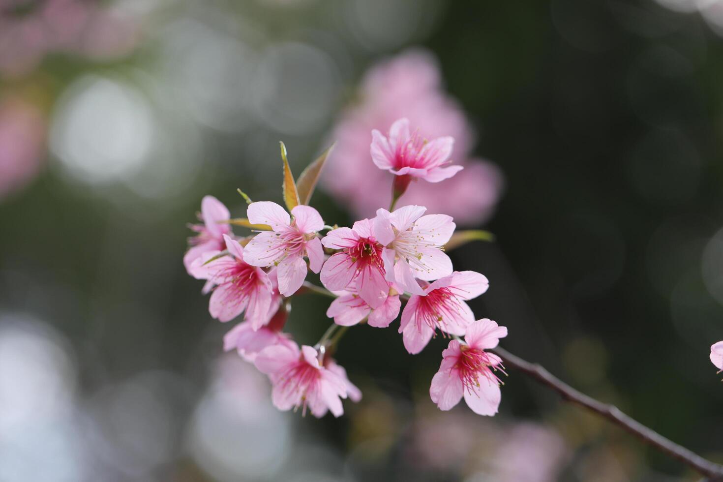 Wild Himalayan Cherry photo
