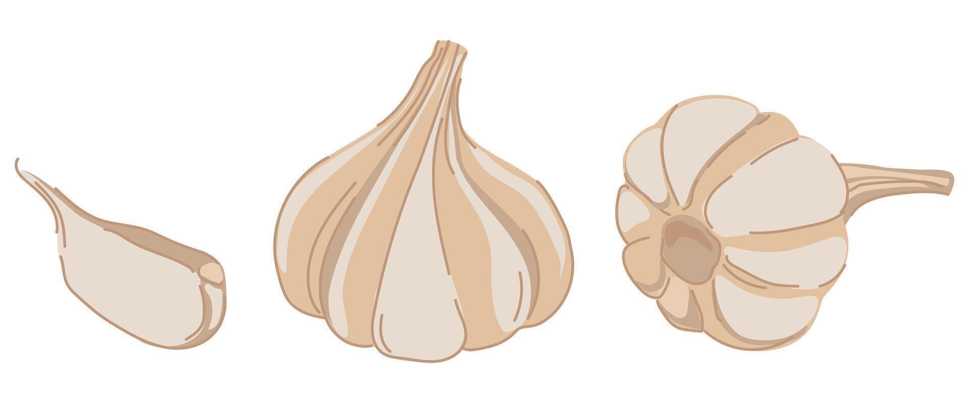 Garlic set isolated on background. illustration. Garlic bulbs in flat style. Aromatic seasoning in cartoon style. vector