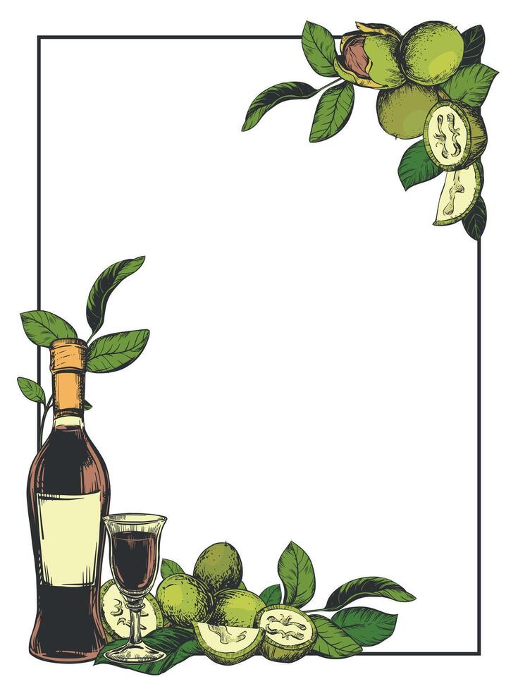 Vertical rectangular frame with a bottle of Italian liqueur Nocino, a shot glass. walnut in color engraving technique. Unripe walnut seeds whole and halves, leaves and branches. Linear sketch. vector