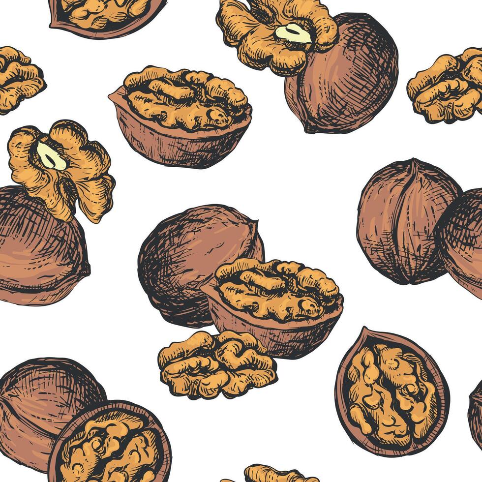 seamless pattern of walnuts. Background of open walnut kernel and whole walnut. Design for wallpaper, packaging, textile. Black and white sketch isolated on white background. Engraving style. vector