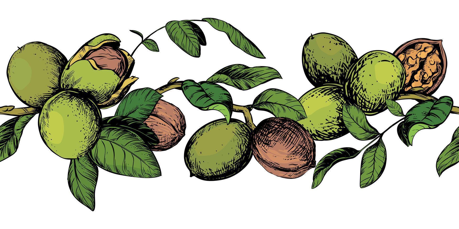 Horizontal pattern of walnut branches. border with kernels, leaves and nut skin. Illustration in color engraving style. Design for pasta, nut paste or liqueur. Hand drawn sketch with ink. vector