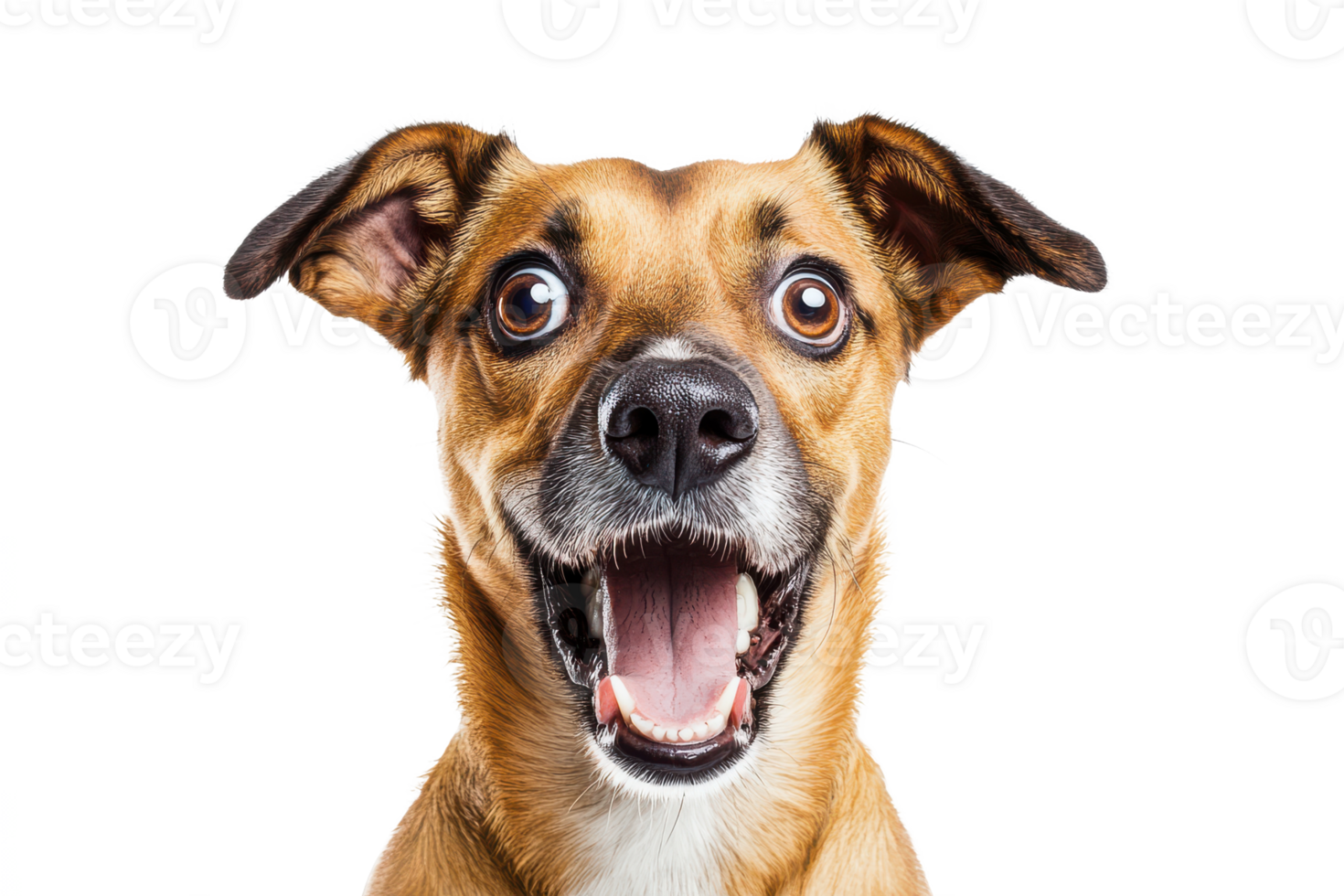 happy dog's expression and its appeal in pet-related content. png