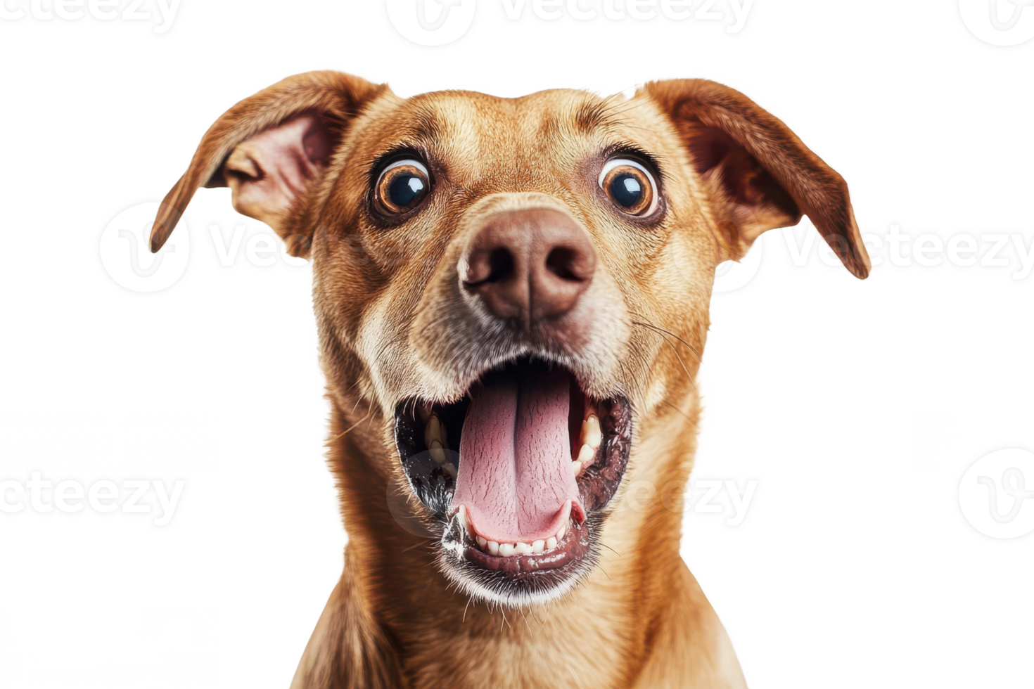 happy dog's expression and its appeal in pet-related png