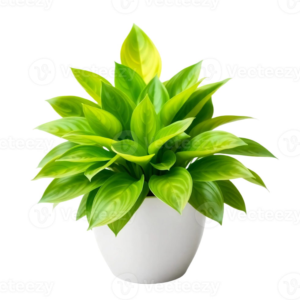A plant in a white pot with green leaves png