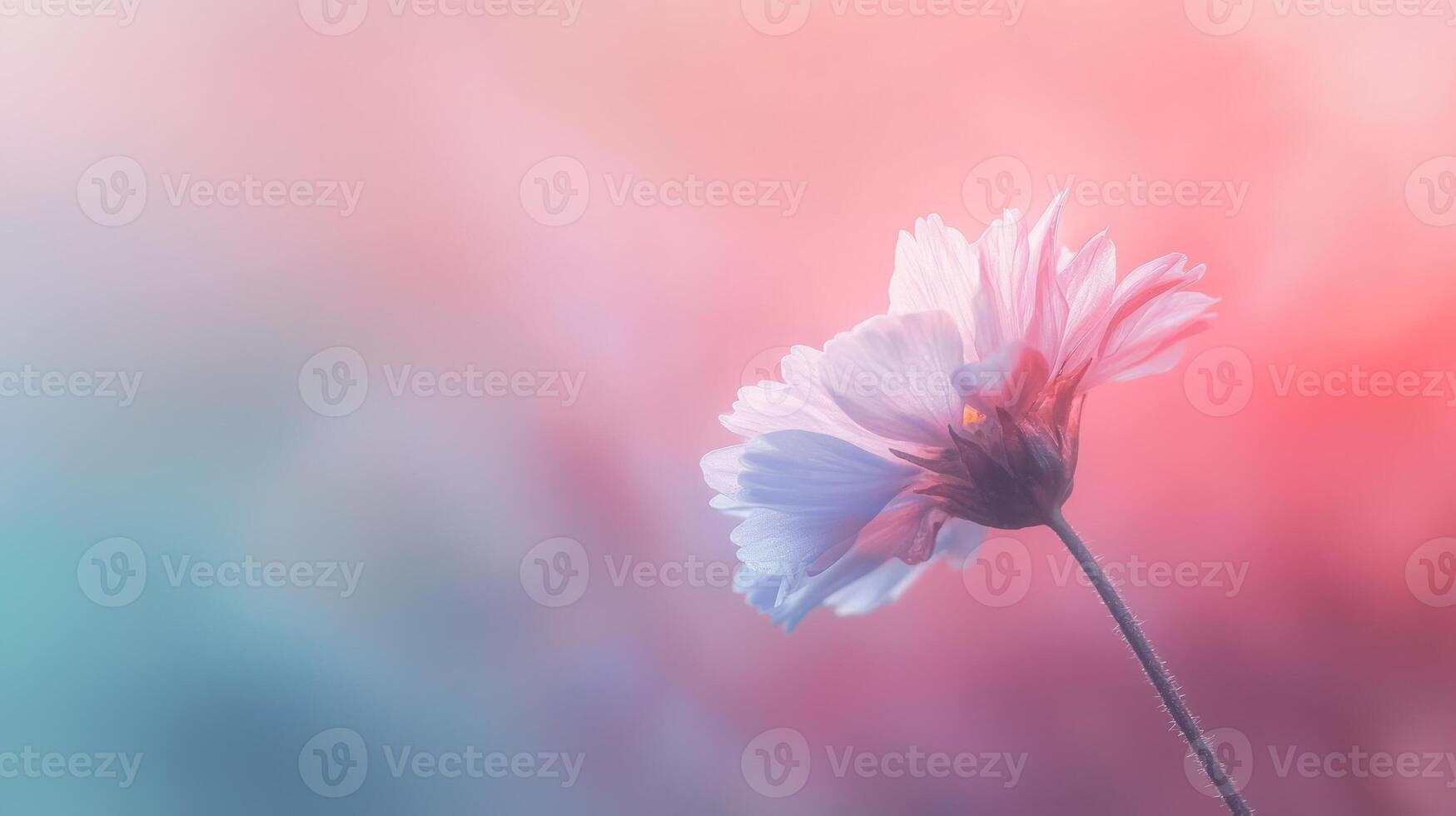 A single flower is shown in front of a blurred background photo