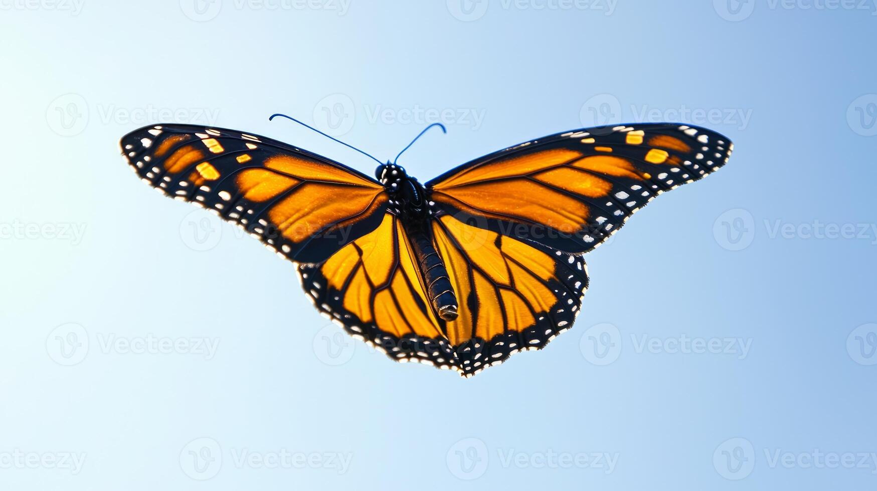 A monarch butterfly is flying in the sky photo