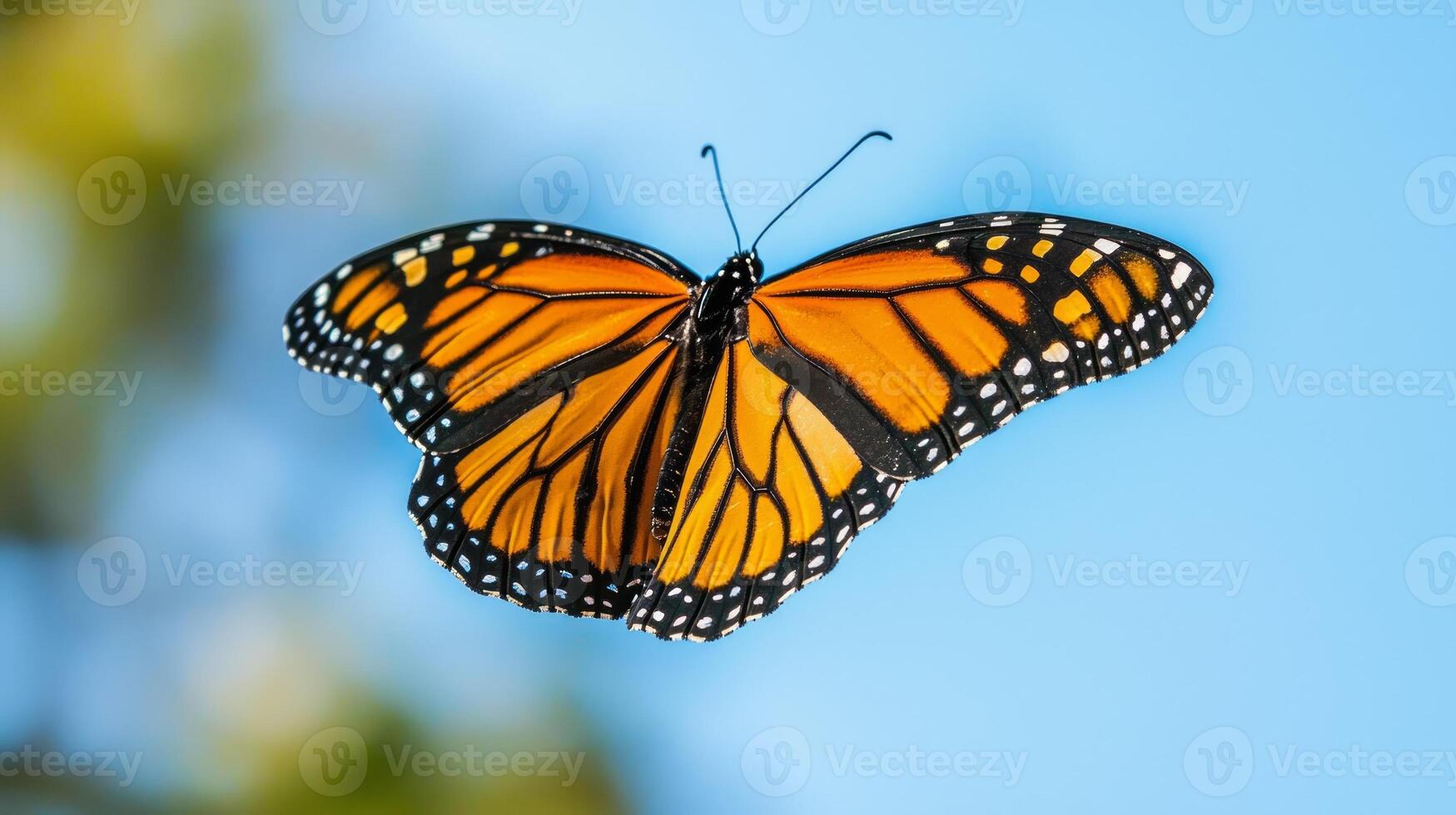 A monarch butterfly is flying in the air photo