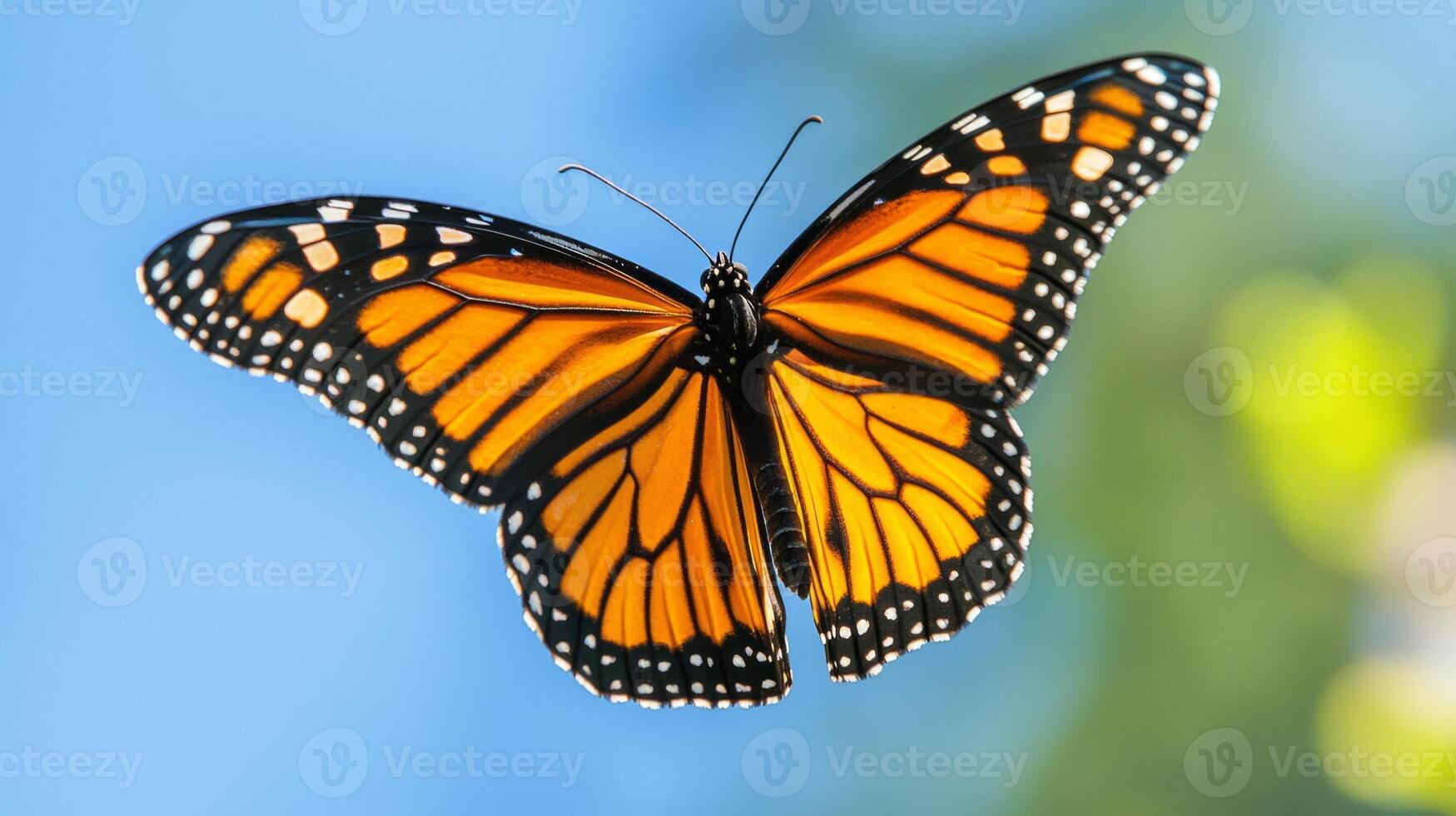 A monarch butterfly is flying in the air photo