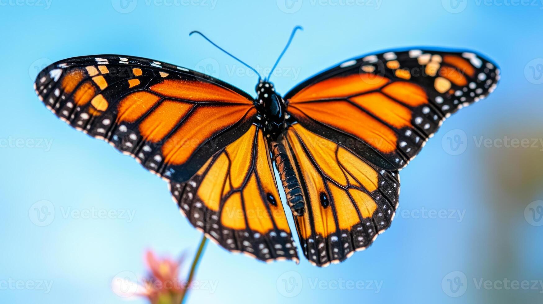 A monarch butterfly is seen on a flower photo