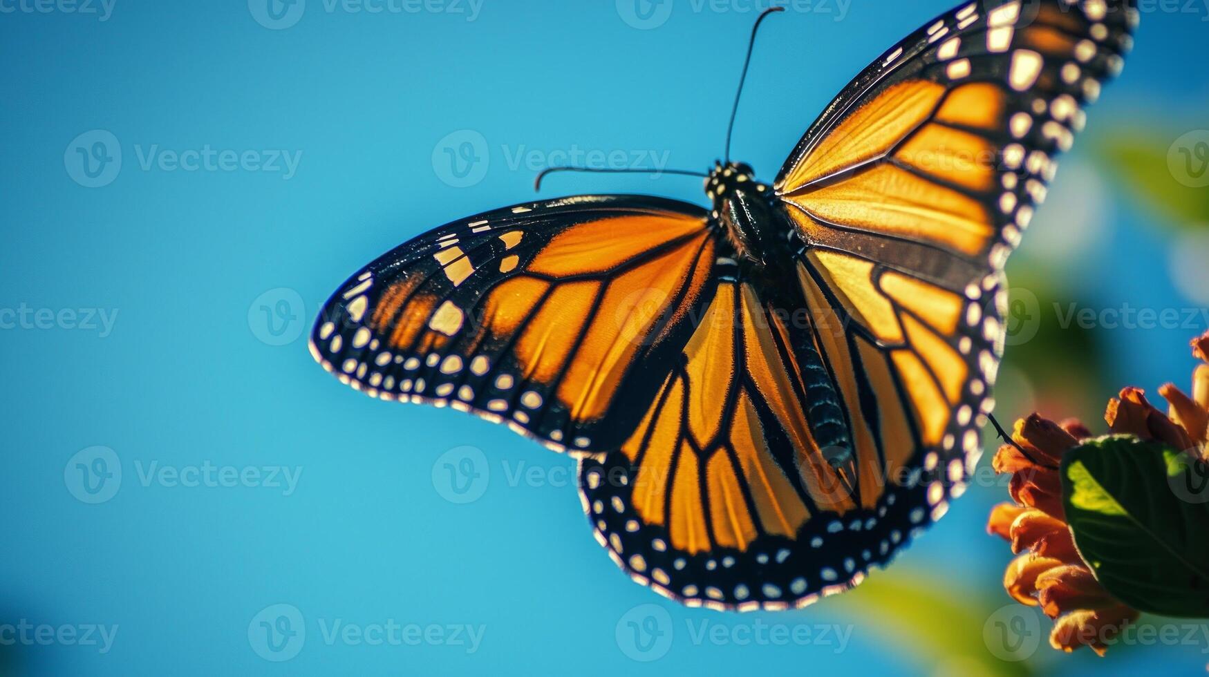 A monarch butterfly is flying in the air photo