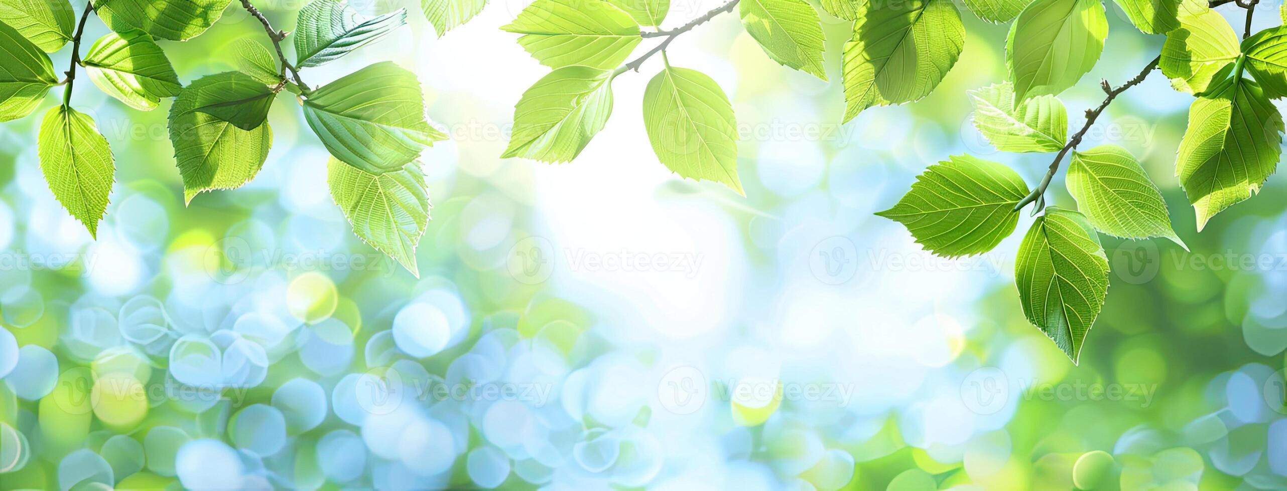 A green leafy tree with sunlight shining through it photo