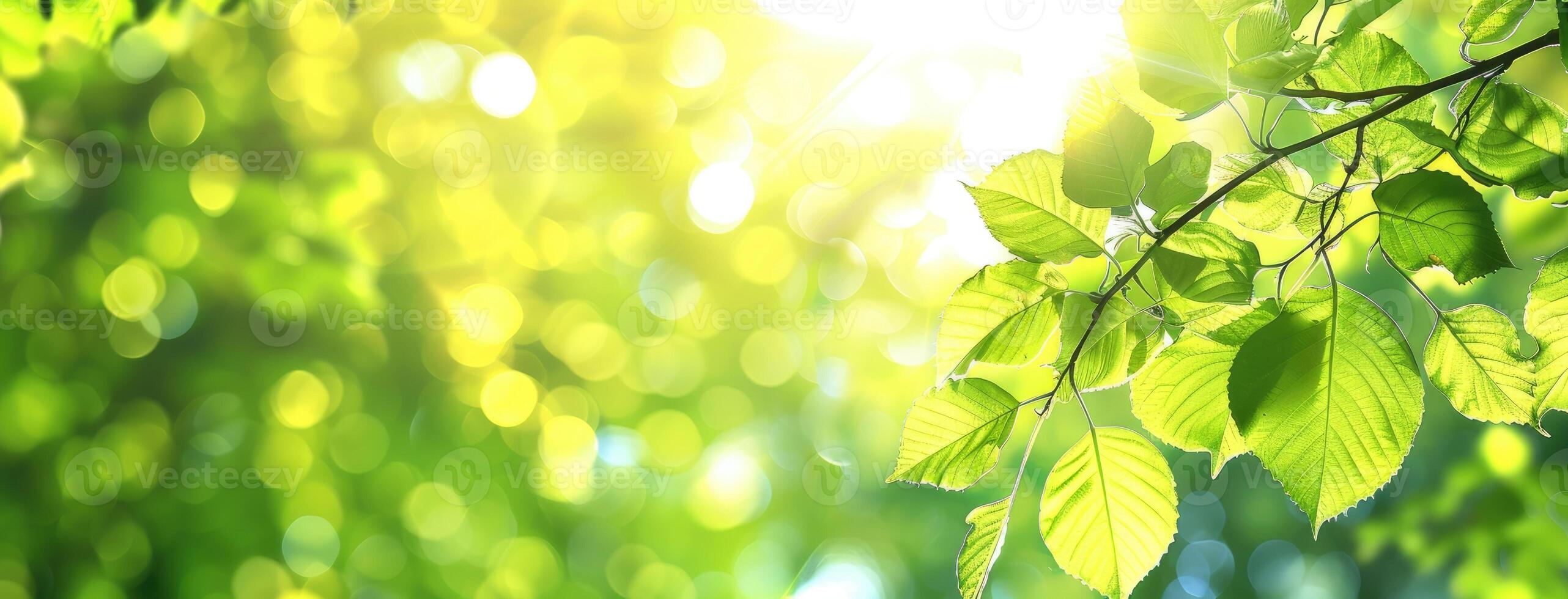 Green leaves on a tree branch with sunlight shining through photo
