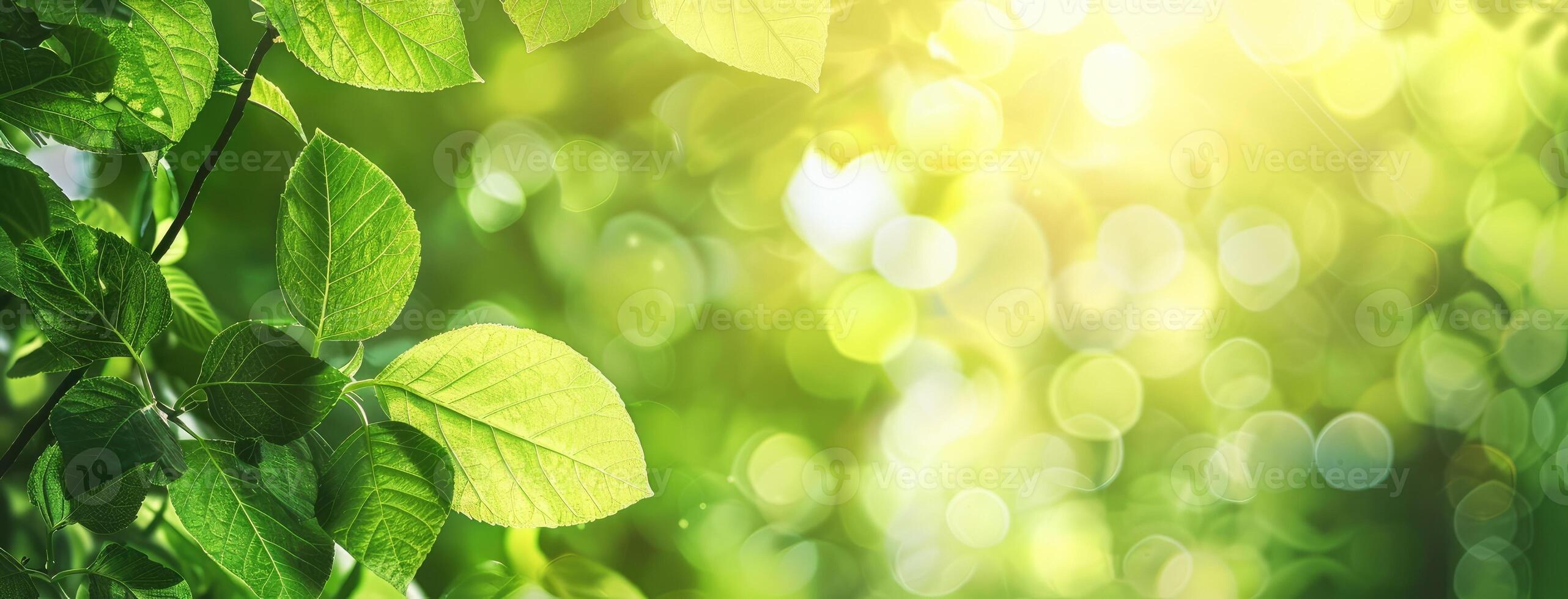 Green leaves and sunlight in a forest photo