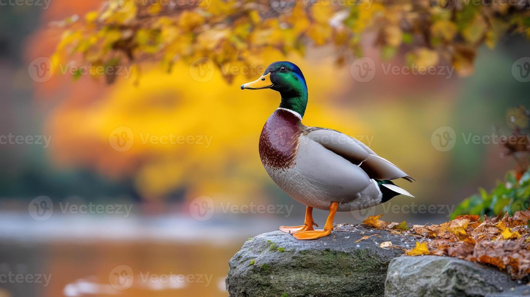 A duck standing on a rock near water photo