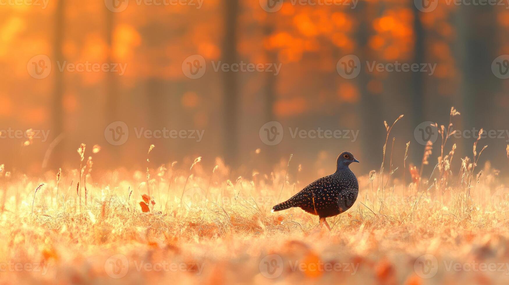 Bird standing in a field at sunset photo