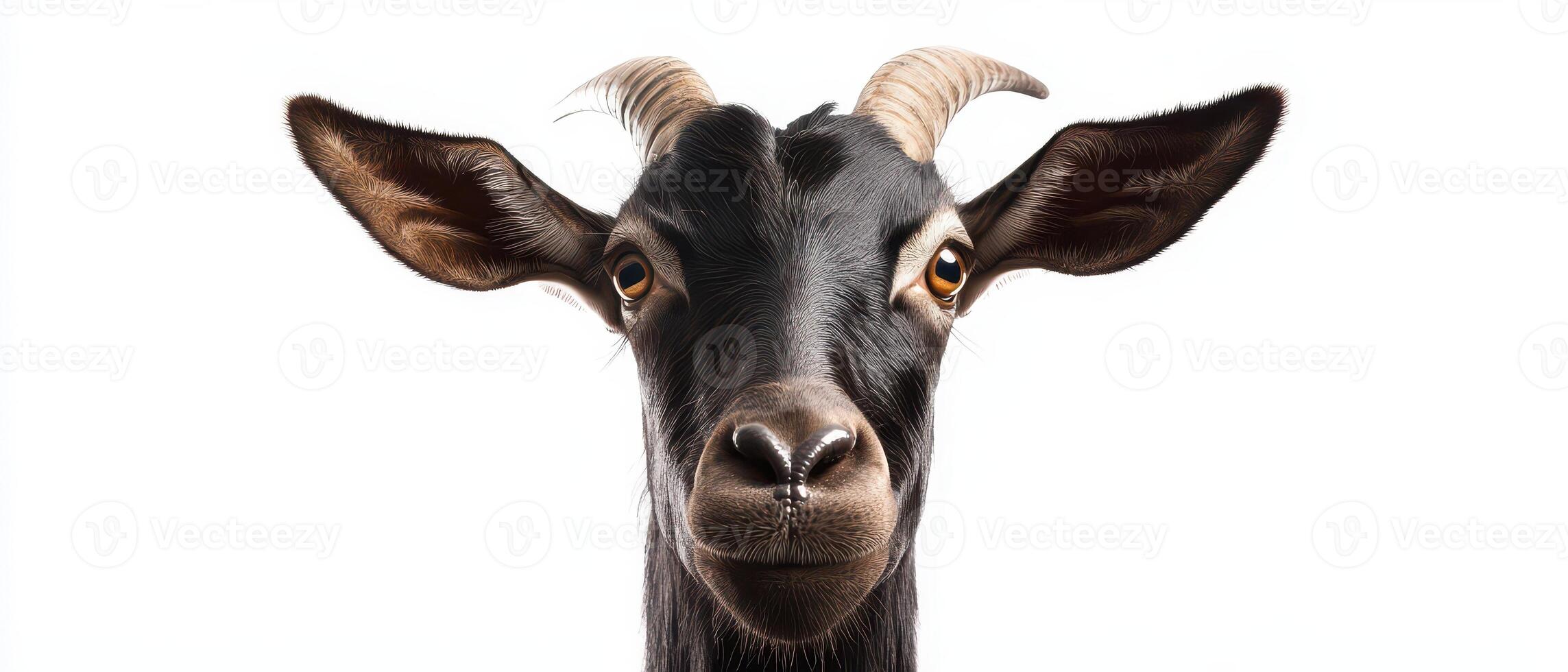 A goat with big horns on a white background photo