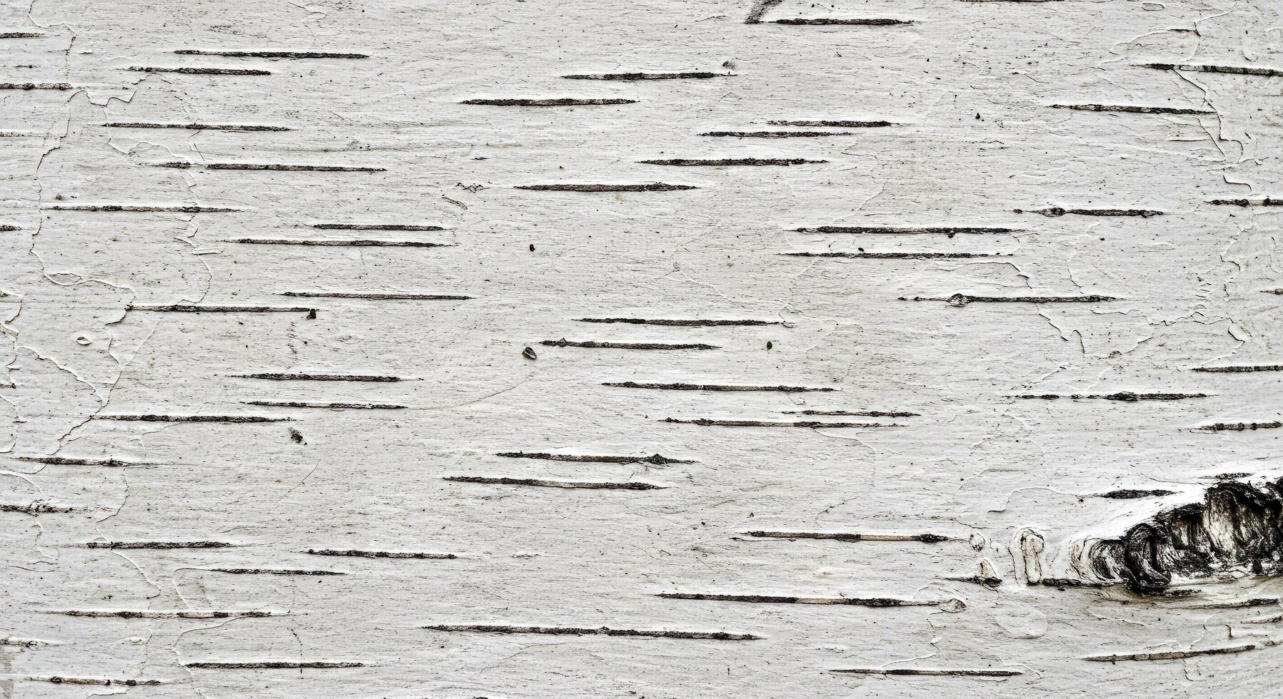A close up of a birch tree with white paint photo