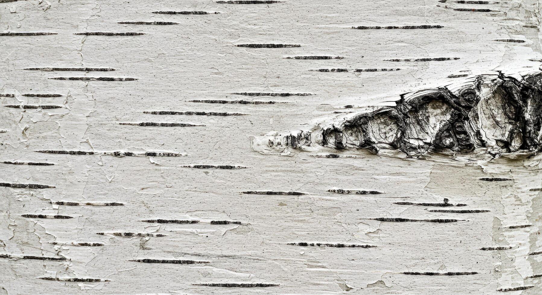 A close up of a birch tree with some white paint photo