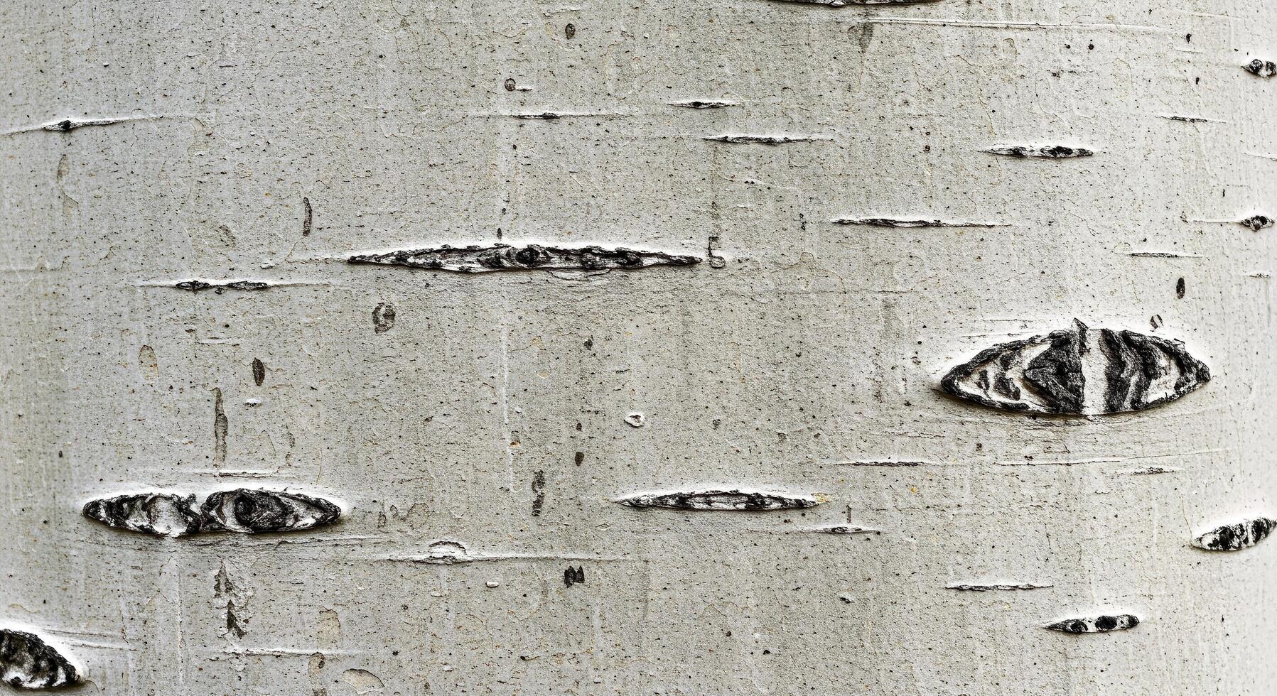 A close up of a tree with a lot of holes photo