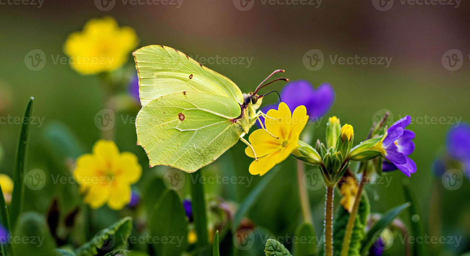 A yellow butterfly is sitting on a flower photo