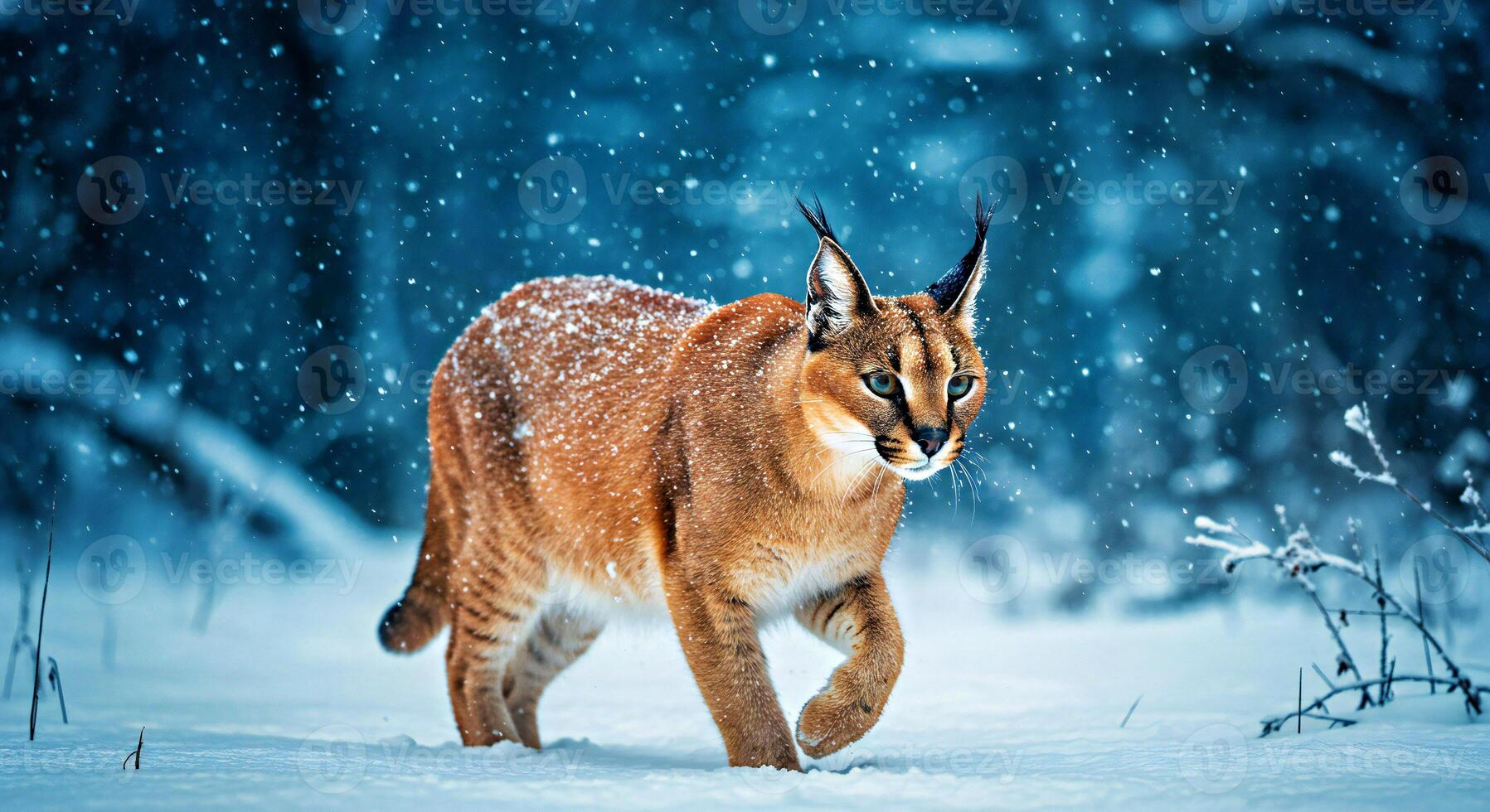 Caracal in the snow photo