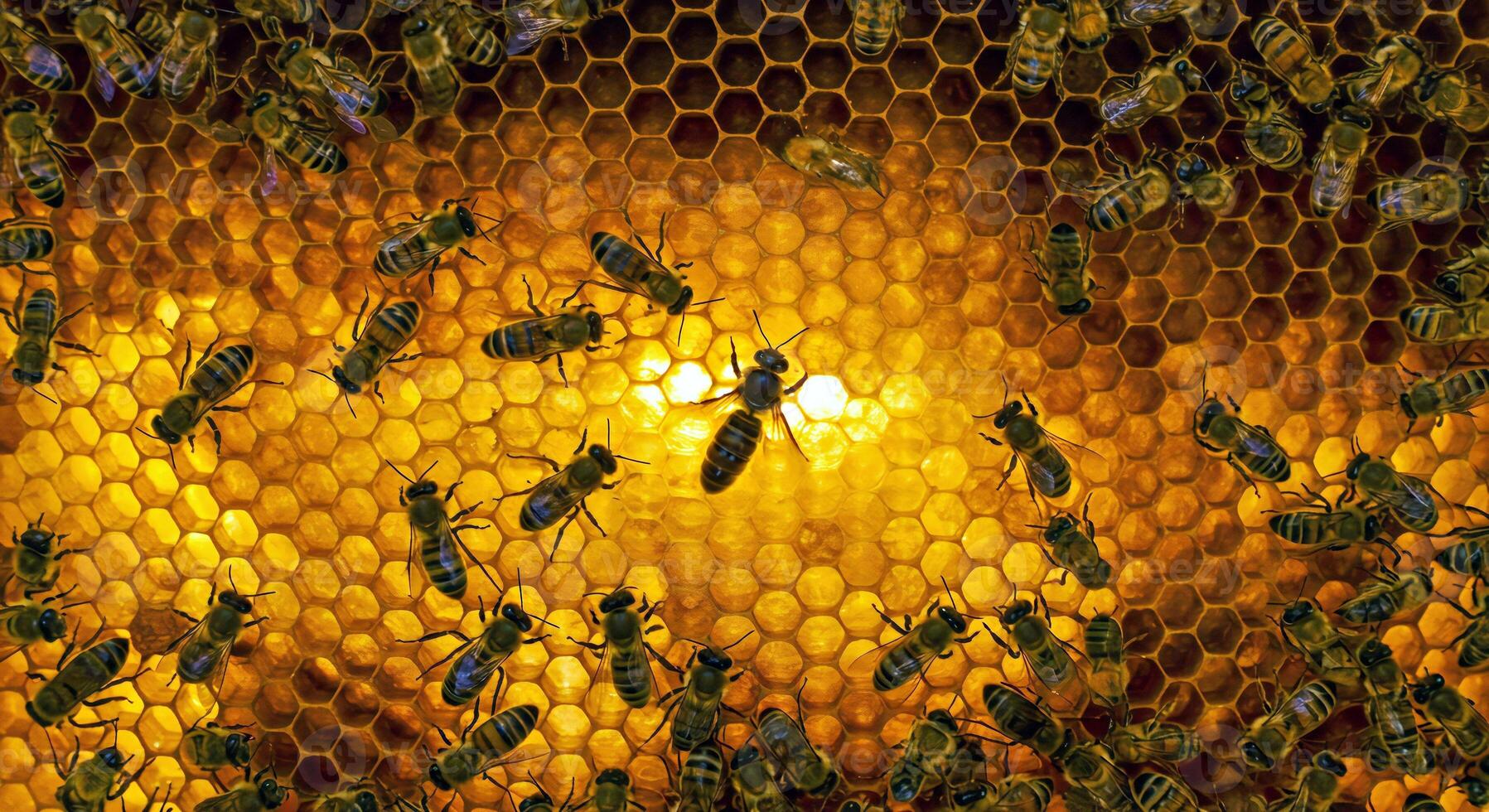 Bees are on a honeycomb with a yellow light photo