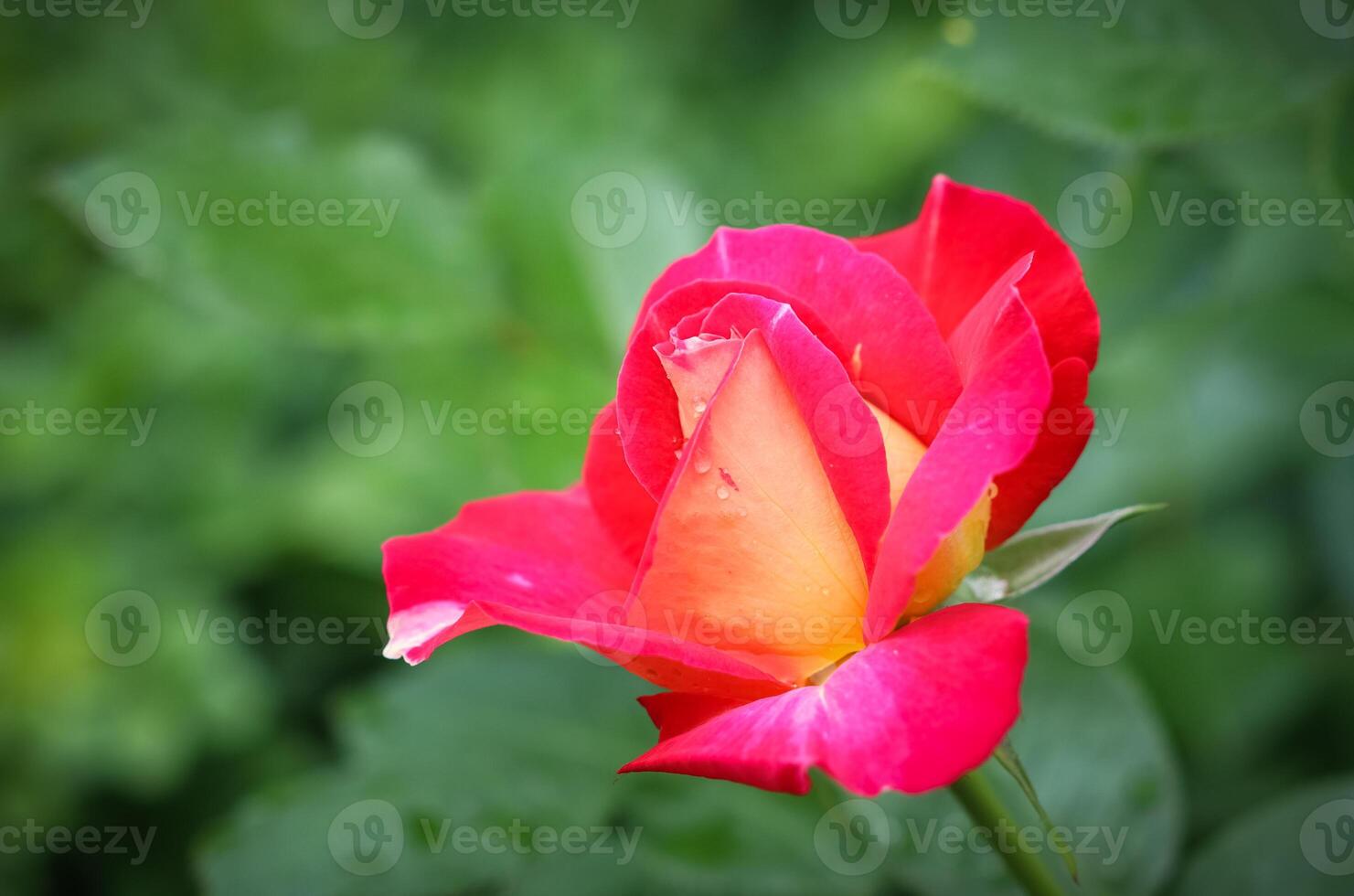 Beautiful red rose with dew drops in the garden on a sunny day. Ideal for background greeting cards photo