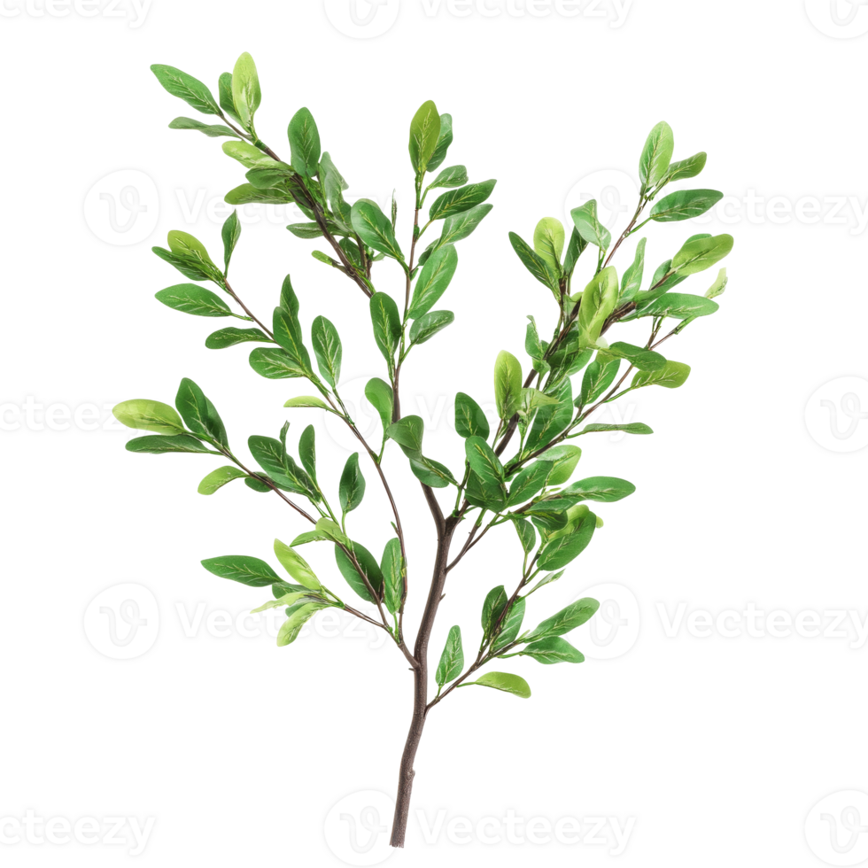 Fresh Olive Branch with Green Leaves png