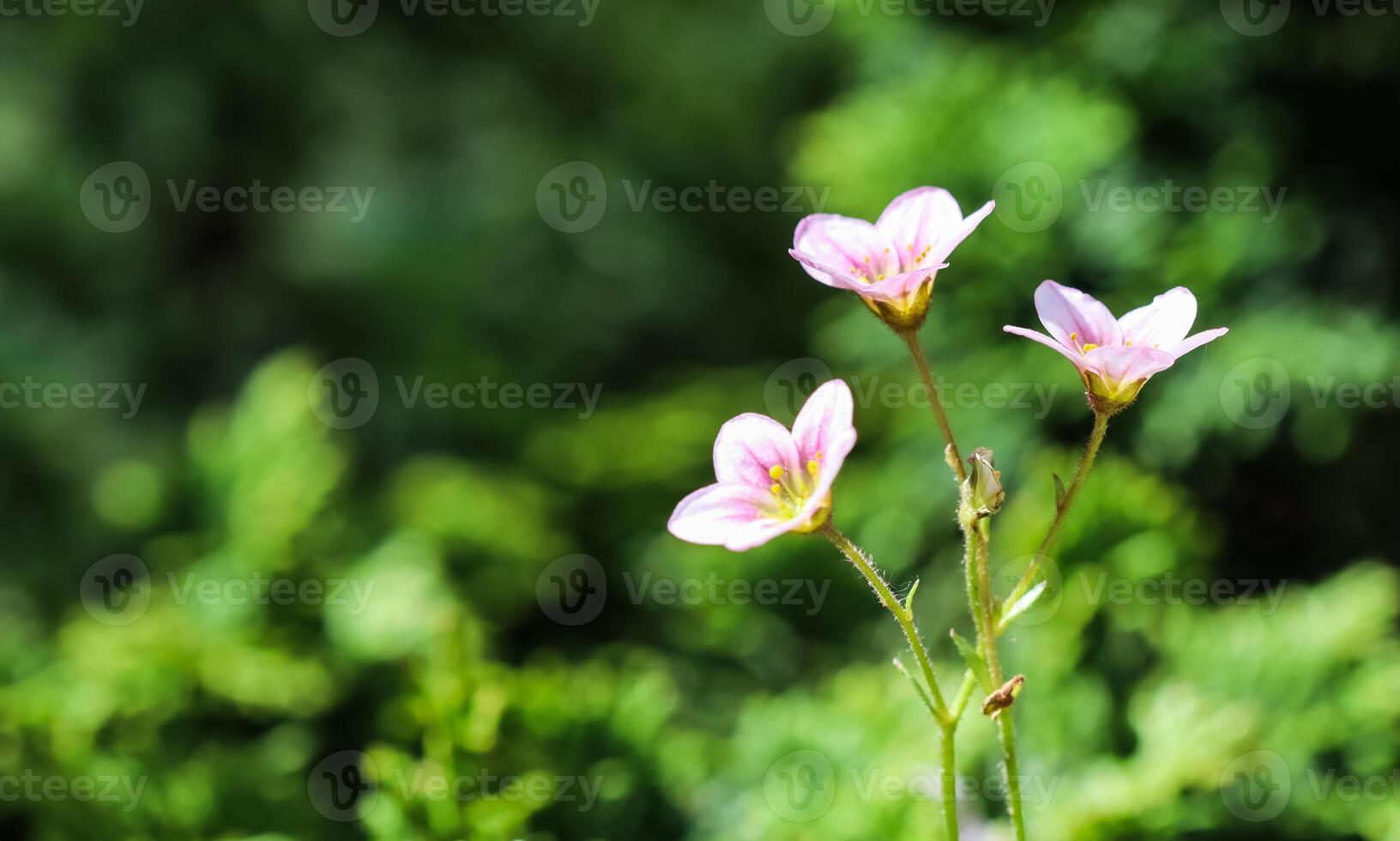 Delicate white pink flowers of Saxifrage moss in spring garden photo