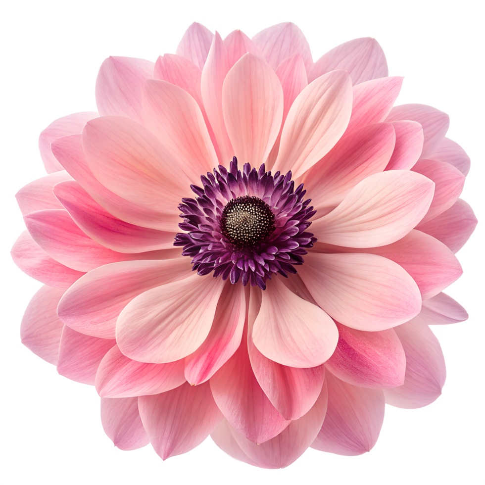 Close-Up of a Beautiful Anemone with Soft Pink Petals and Purple Core png