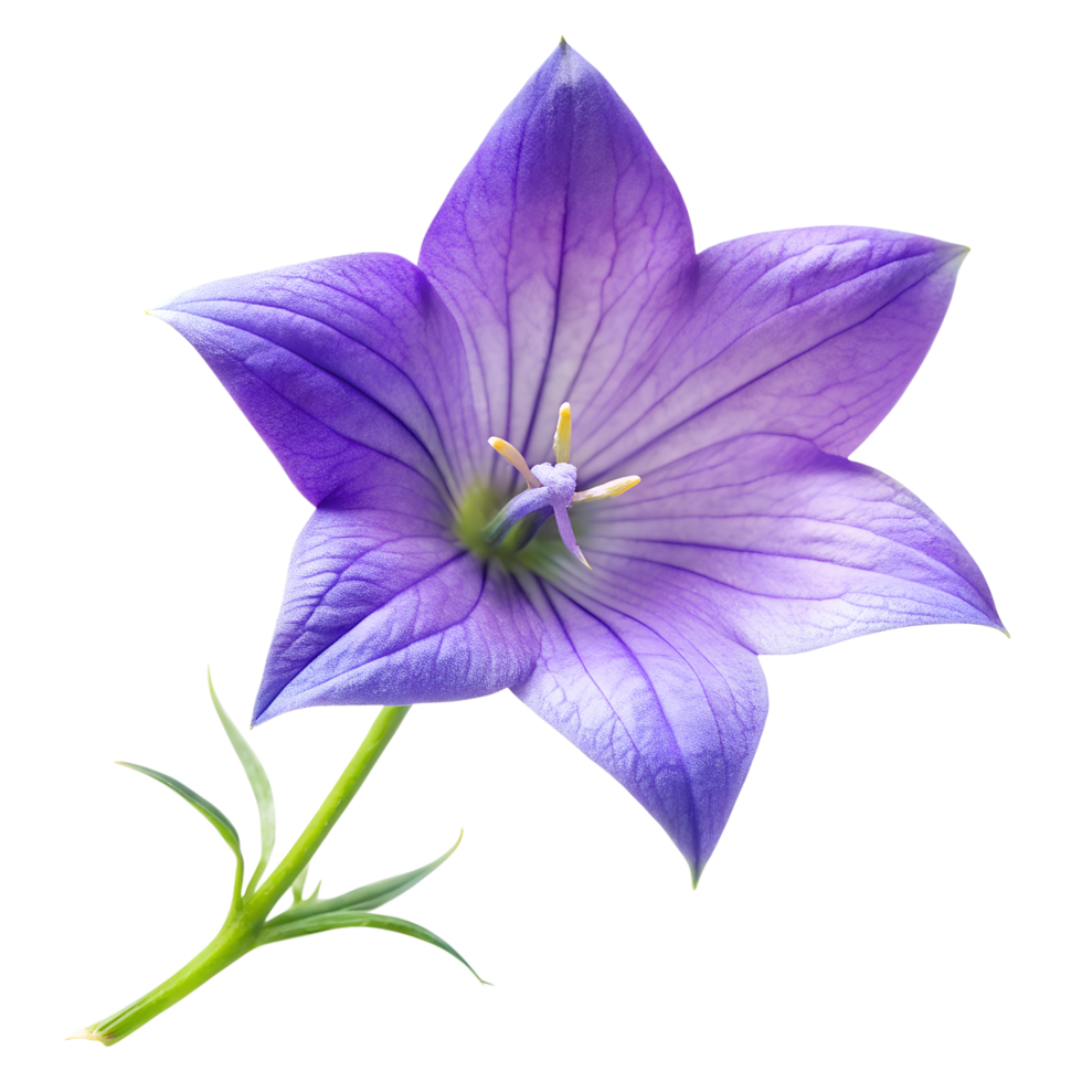 Bellflower A Beautiful Purple Flower for Your Garden png