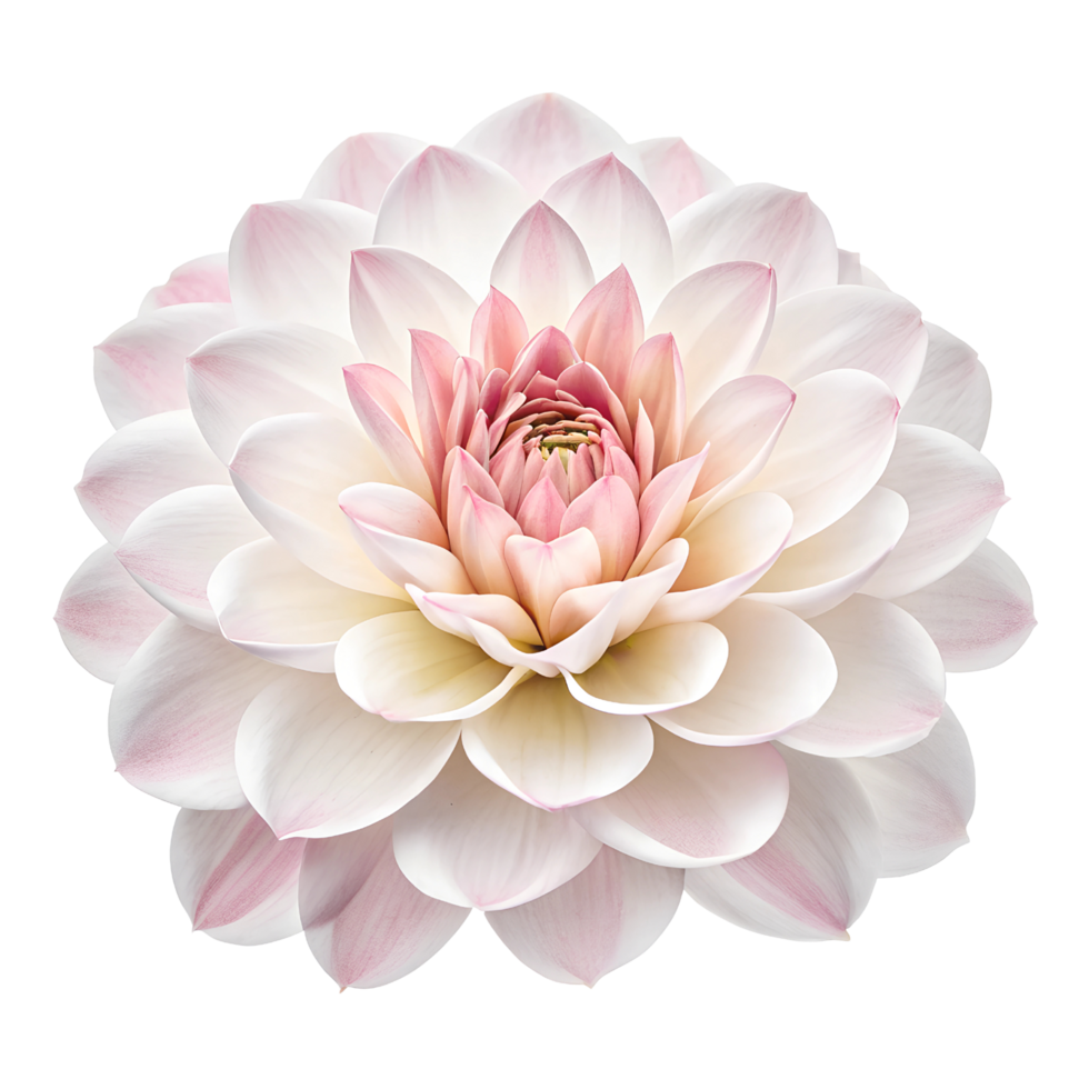 Camellia The Timeless Beauty of This Elegant Flower png