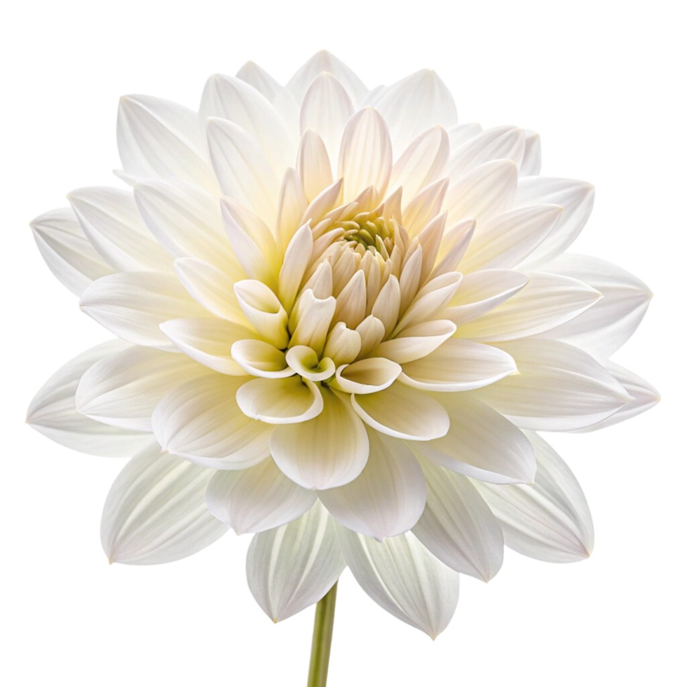 Dahlia The Elegant White Flower That Brings Beauty png