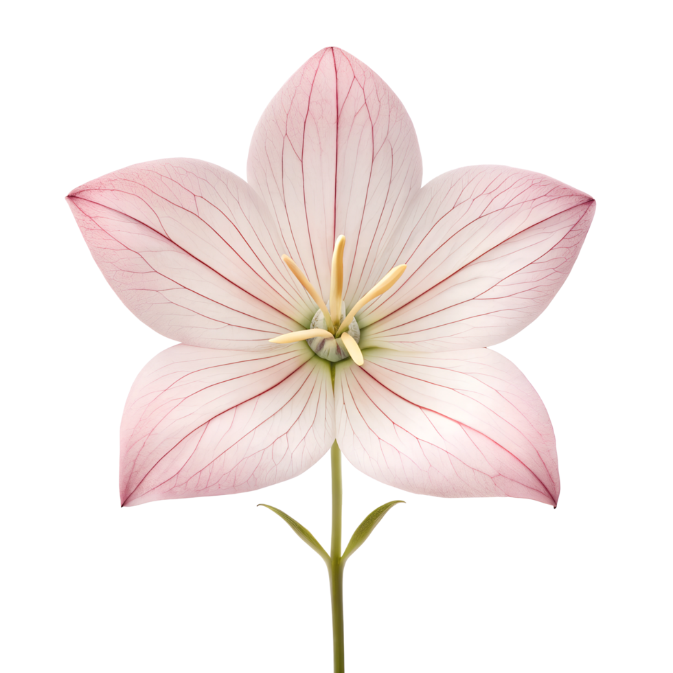 Close-Up of a Beautiful Pink Balloon Flower in Full Bloom png