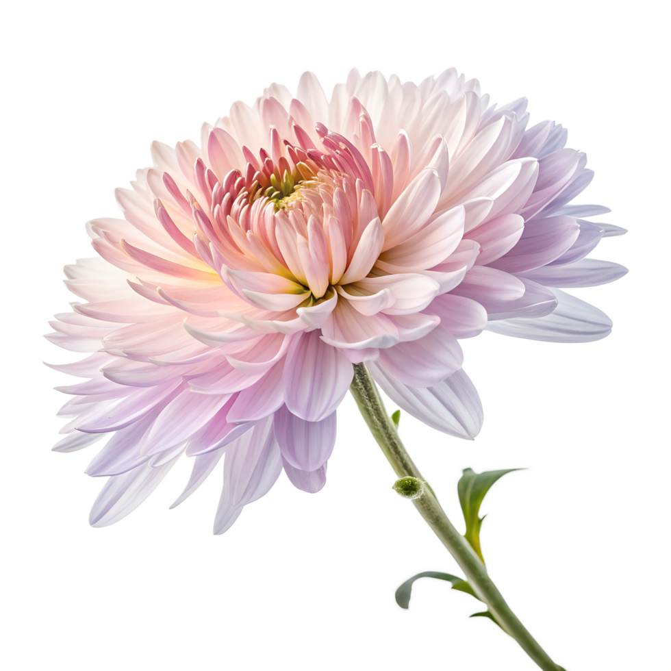 Beautiful Aster Blossom in Full Bloom with Pastel Pink and Lavender Hues png