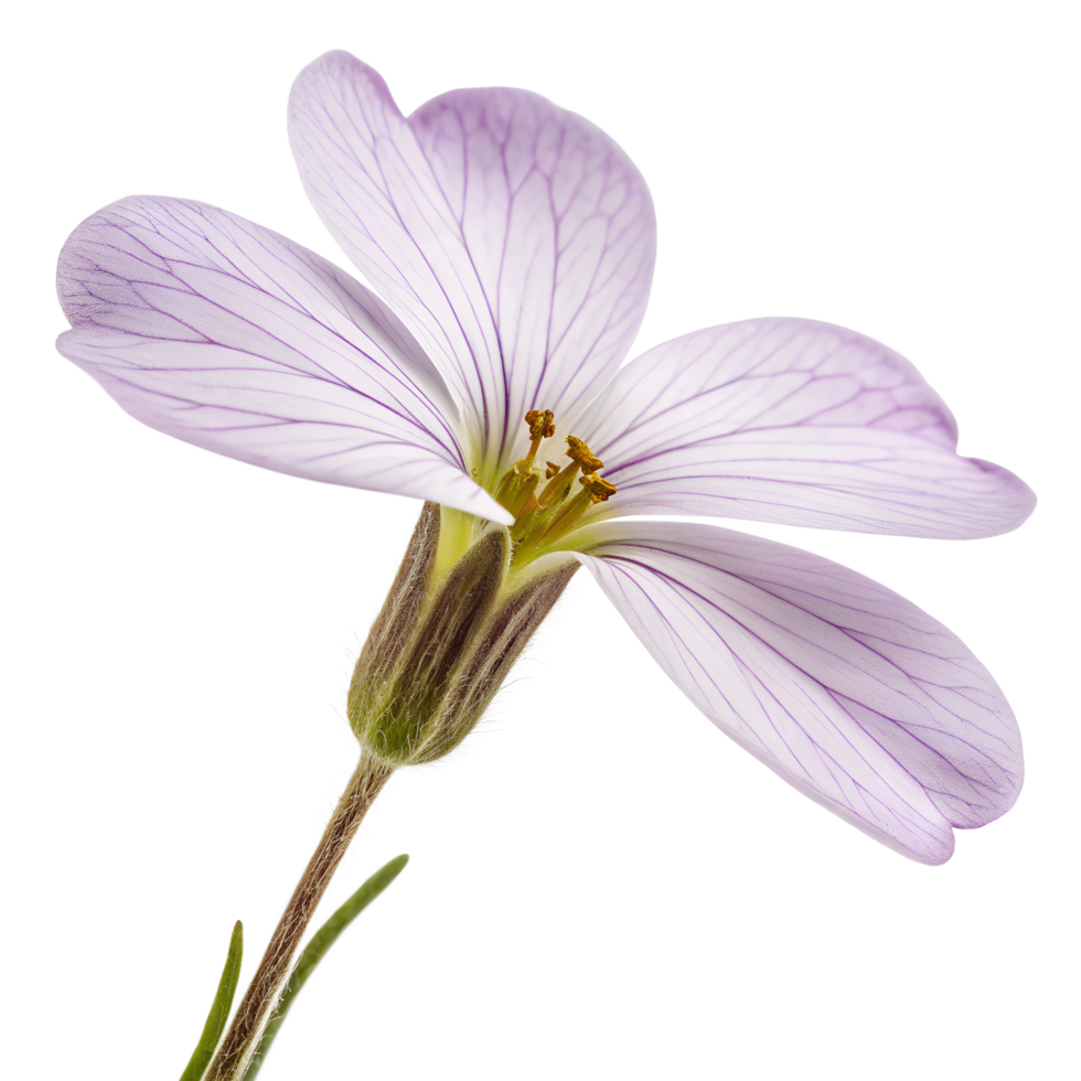 Aubrieta The Stunning Groundcover Flower for Your Garden png