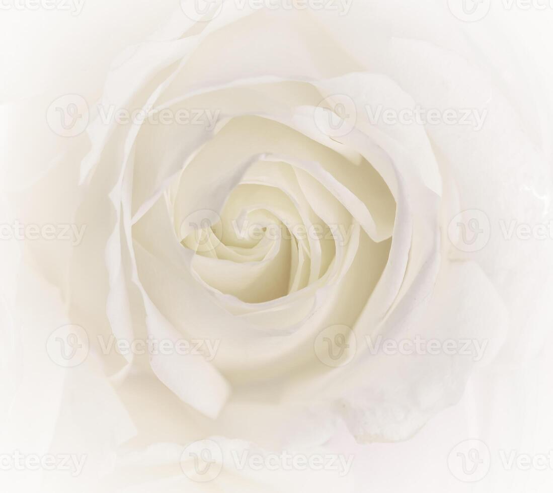 Soft focus, abstract floral background, white rose flower. Macro flowers backdrop for holiday brand design photo
