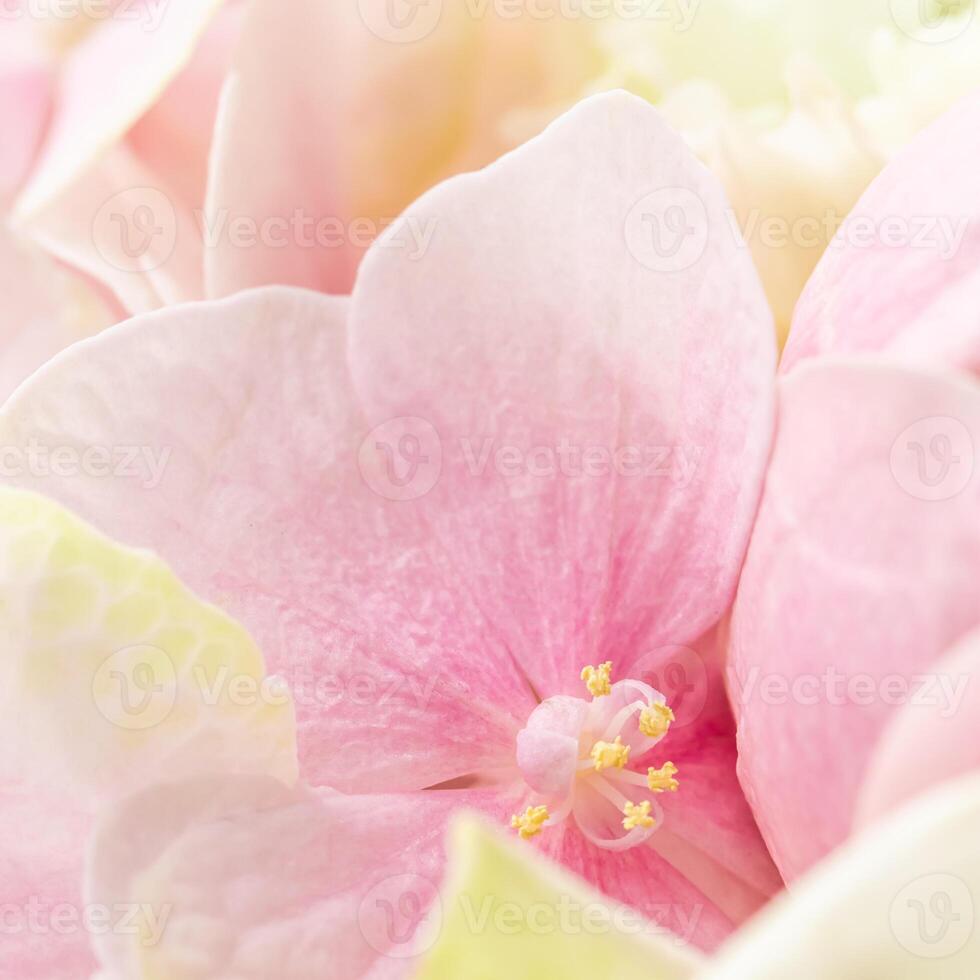 Background of pink flowers. Hydrangea or hortensia in blossom. photo