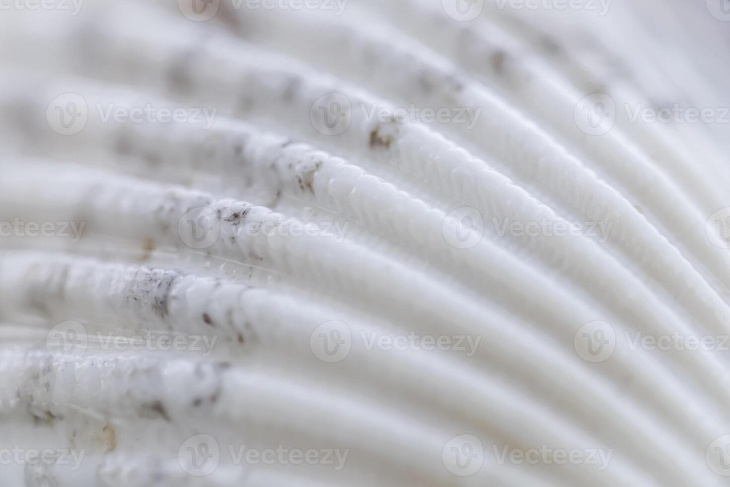 White conch shell on water with reflection photo