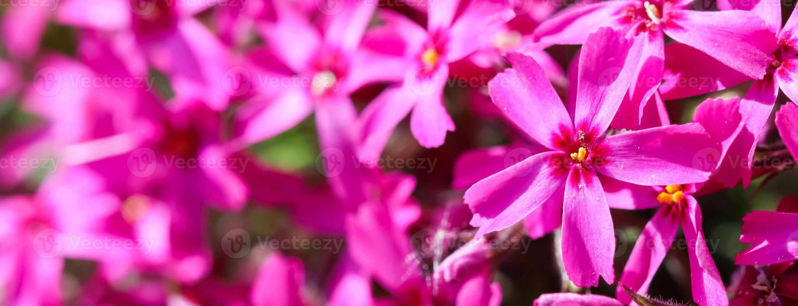 Pink flowers of Creeping Phlox in spring. Floral background photo