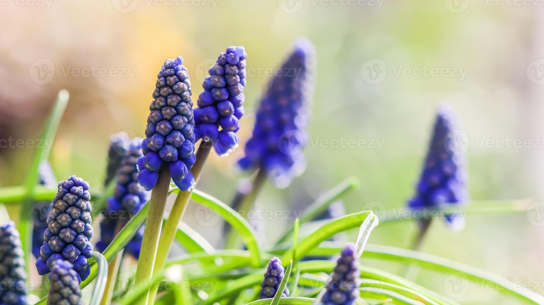 Blue buds flowers Muscari armeniacum or Grape Hyacinth photo