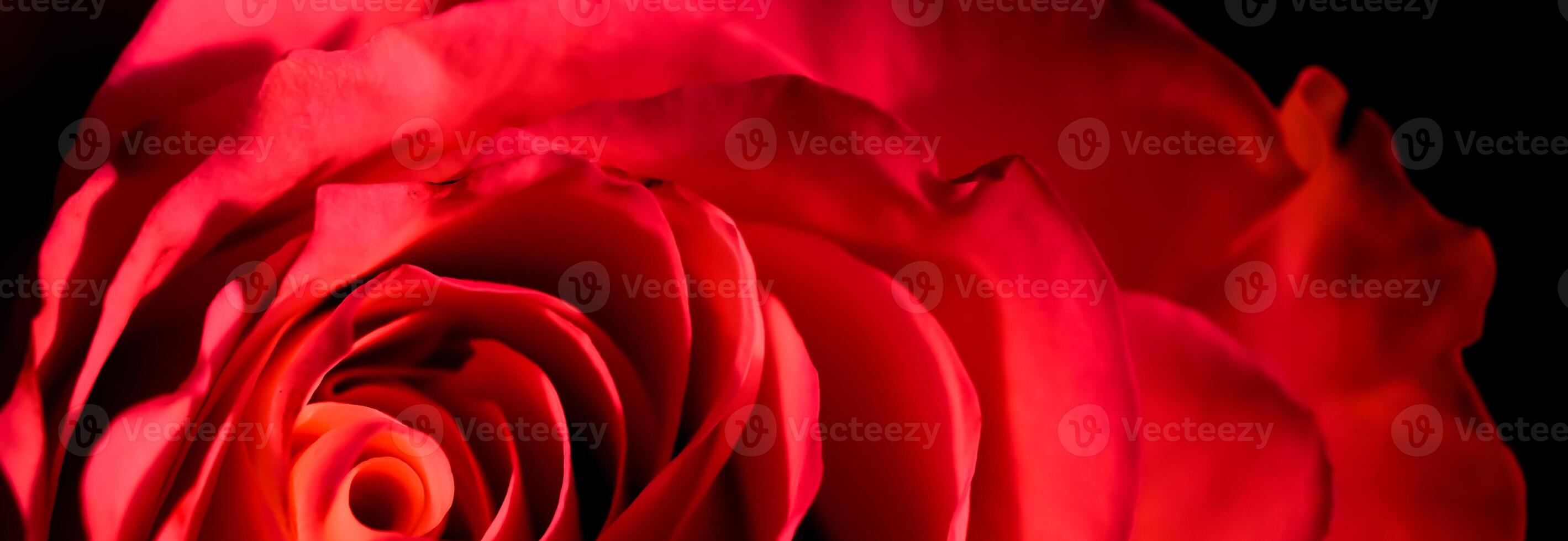 Botanical concept, invitation card - Soft focus, abstract floral background, red rose flower. Macro flowers backdrop for holiday brand design photo