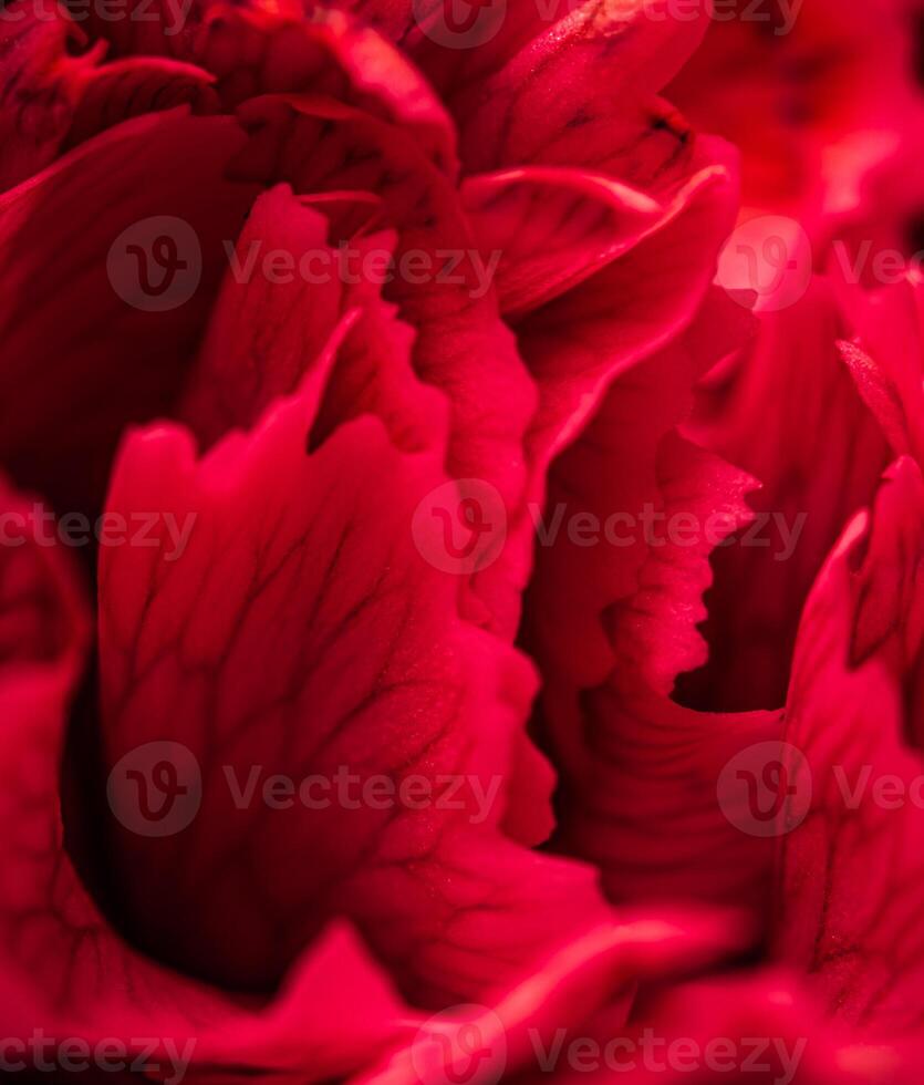 Abstract floral background, red carnation flower petals. Macro flowers backdrop for holiday brand design photo