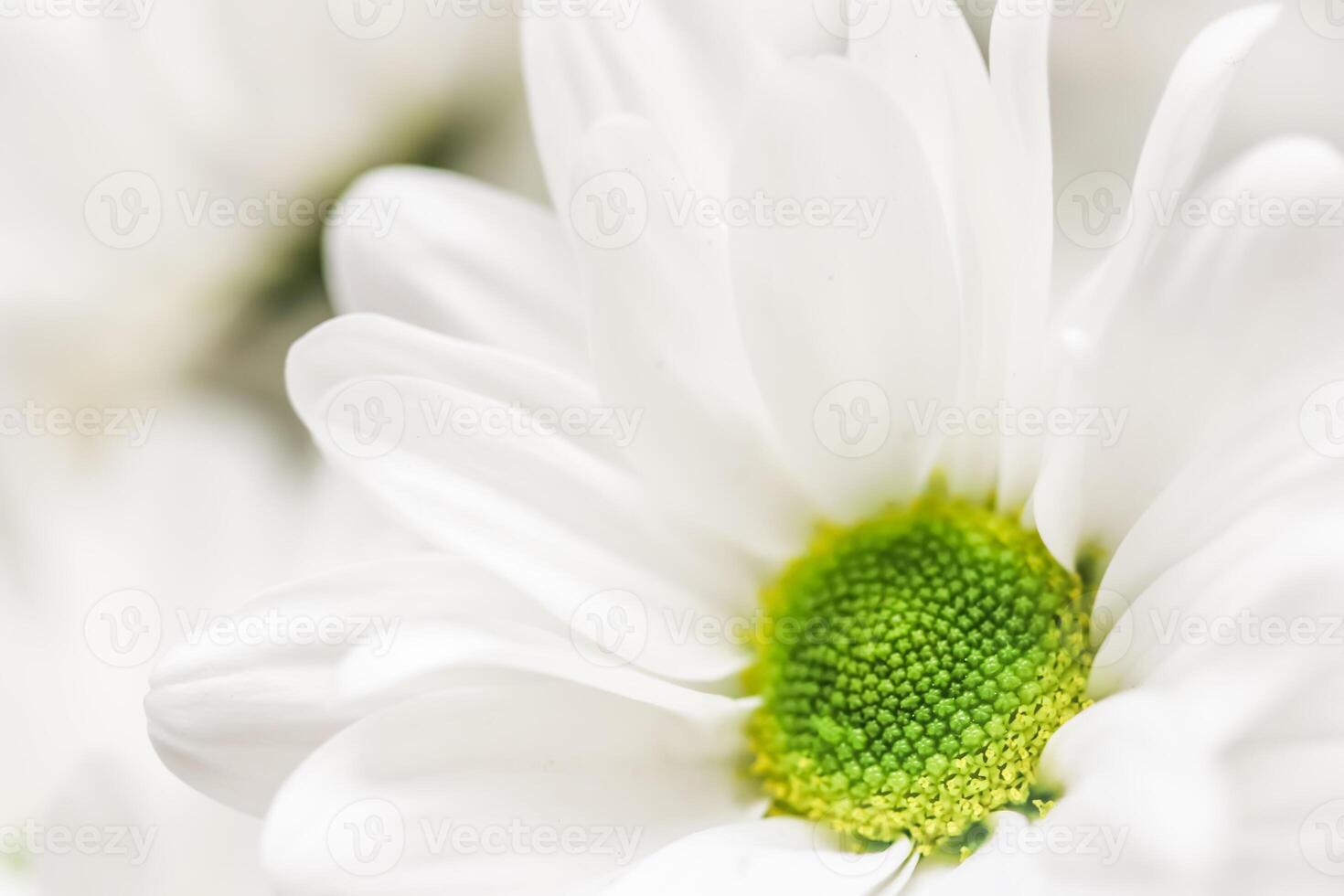 Abstract floral background, white chrysanthemum flower petals. Macro flowers backdrop for holiday brand design photo