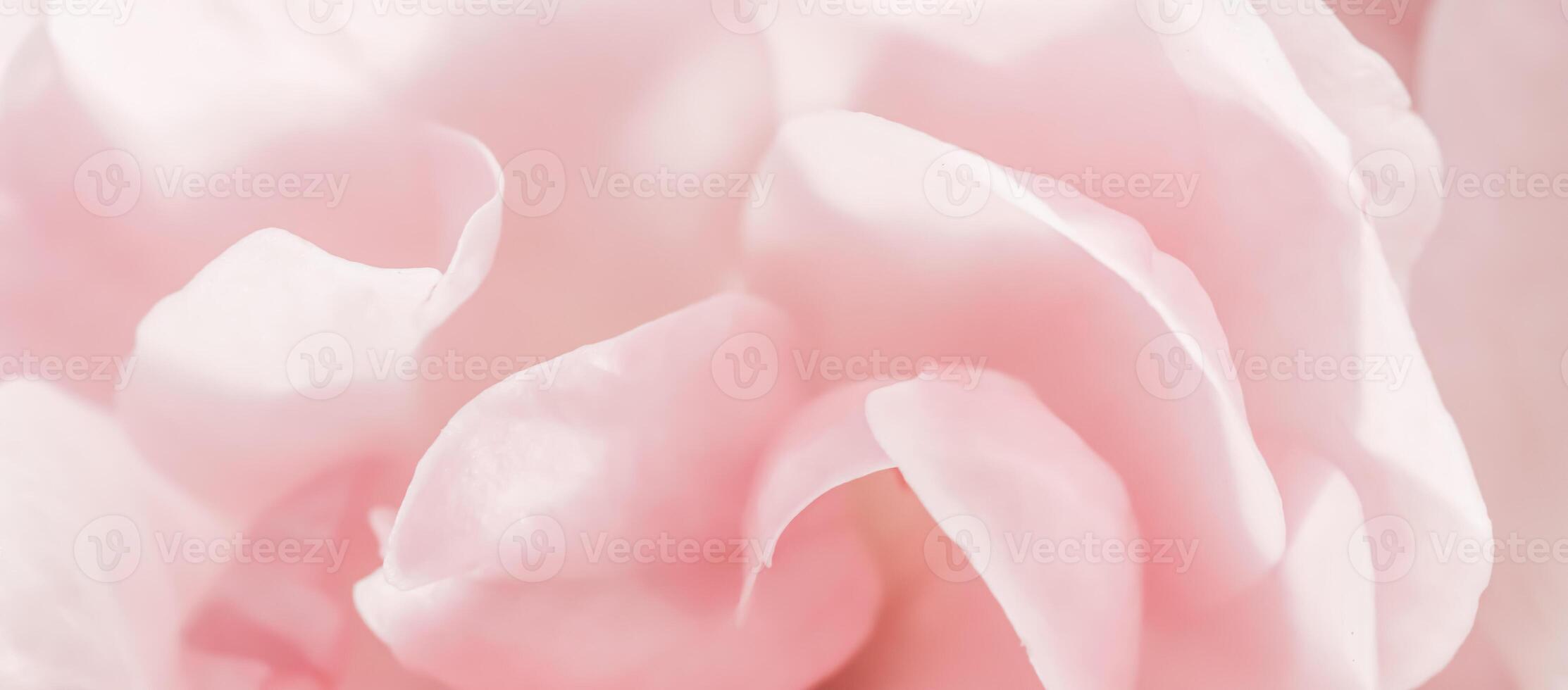 Soft focus, abstract floral background, pink rose flower petals. Macro flowers backdrop for holiday design photo