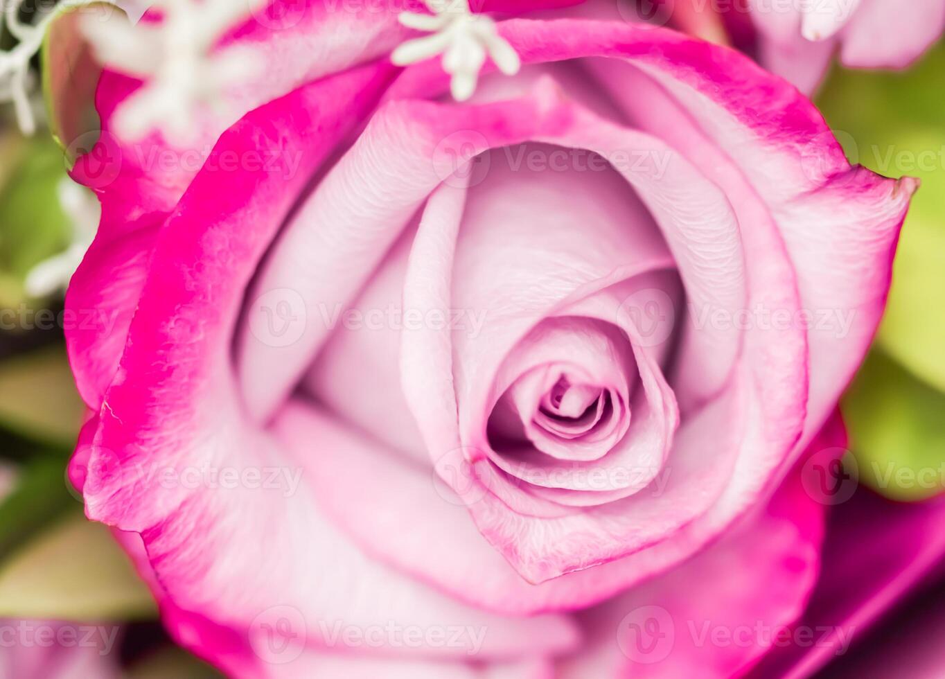 Soft focus, abstract floral background, purple rose flower. Macro flowers backdrop for holiday brand design photo