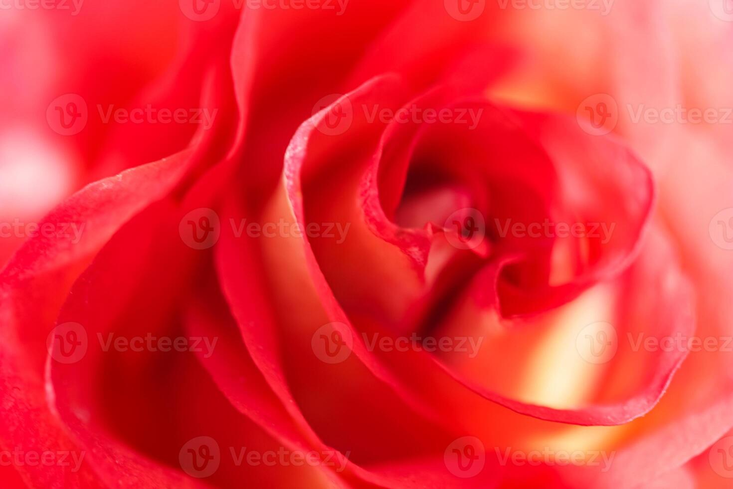 Soft focus, abstract floral background, red yellow rose flower. Macro flowers backdrop for holiday brand design photo