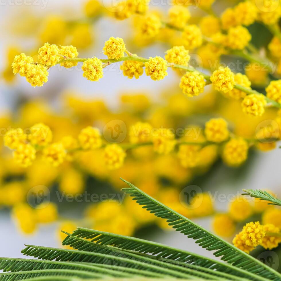 Sprigs of mimosa on a white background. Spring concept photo