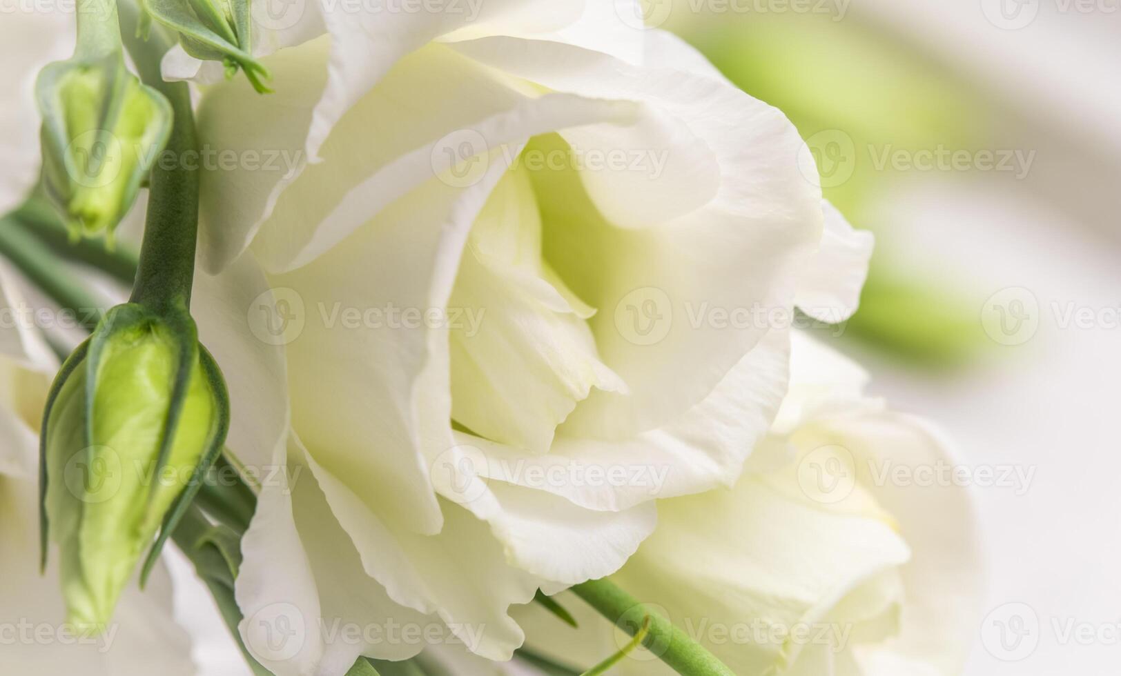 Soft focus, abstract floral background, white Eustoma flower with buds. Macro flowers backdrop for holiday brand design photo
