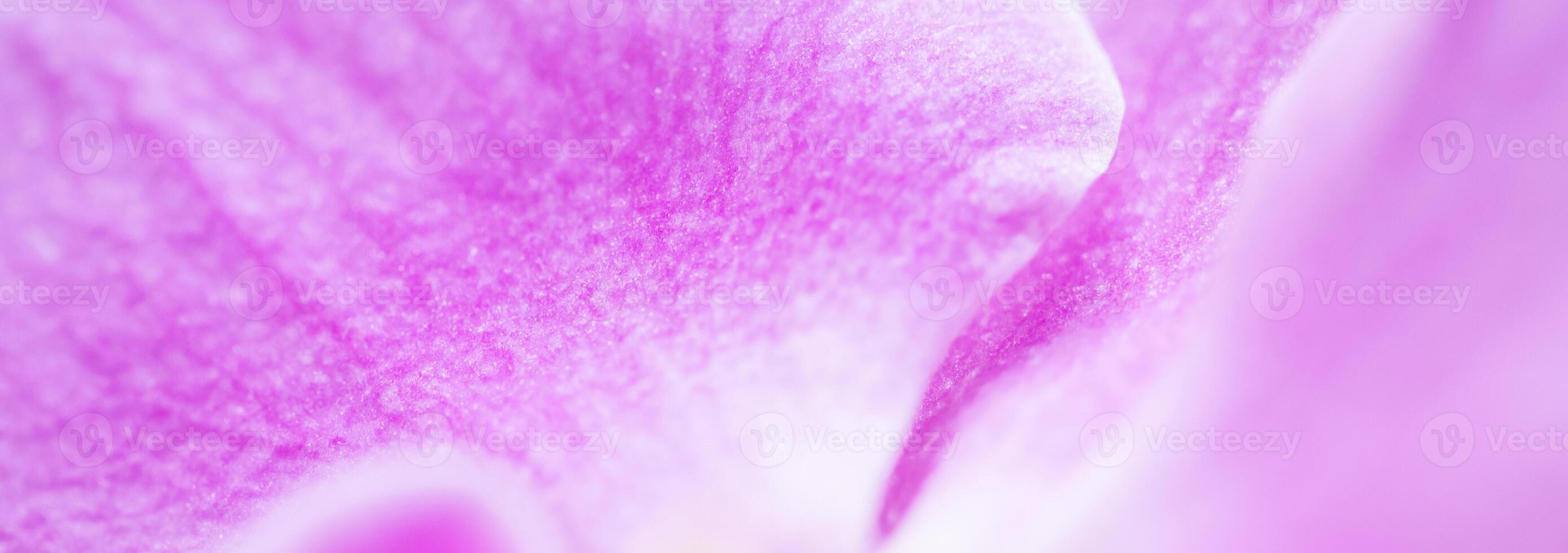Purple orchid phalaenopsis flower fragment. Macro. Floral background photo
